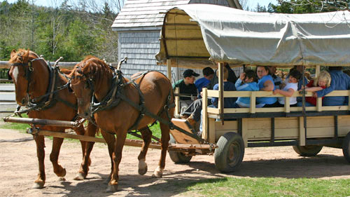 Canadian-Horses-Ross-Farm-Museum