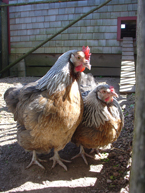 Ross Farm Museum Poultry