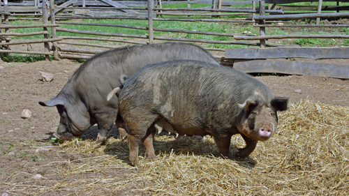 Berkshire Pigs at Ross Farm Museum