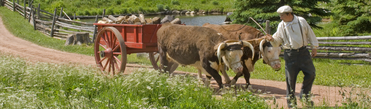 Ross Farm Oxen pull fire wood