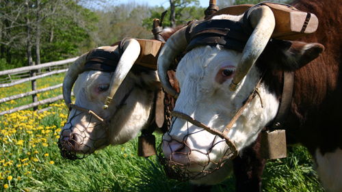 Oxen at Ross Farm Museum