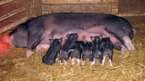 Little piglets nursing at Ross Farm Museum