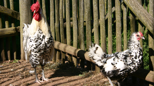 Schweizerhuhn (Swiss Hen)  Oklahoma State University