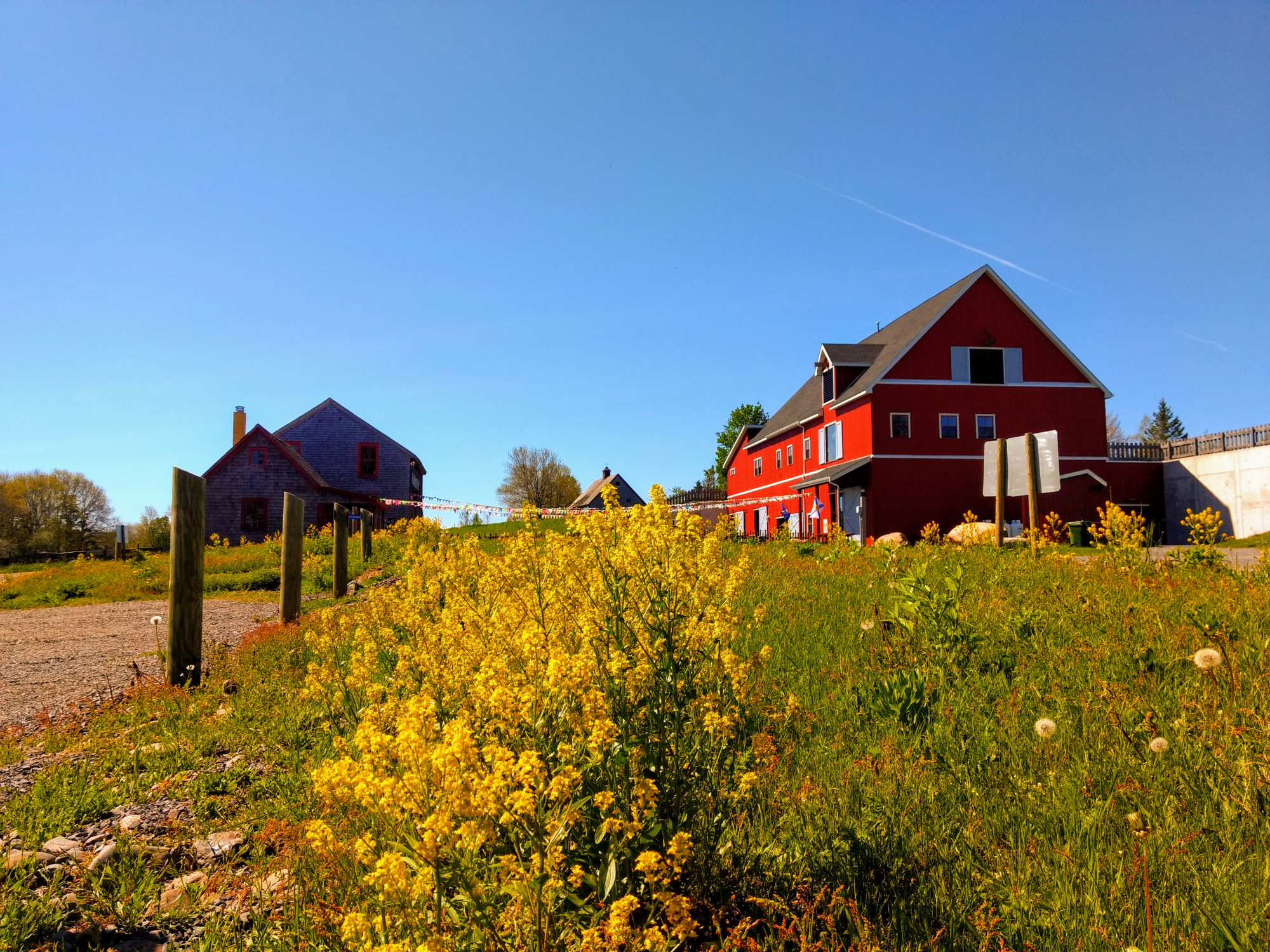 Ross Farm Learning Centre, blue sky, yellow wild flowers in the foreground.