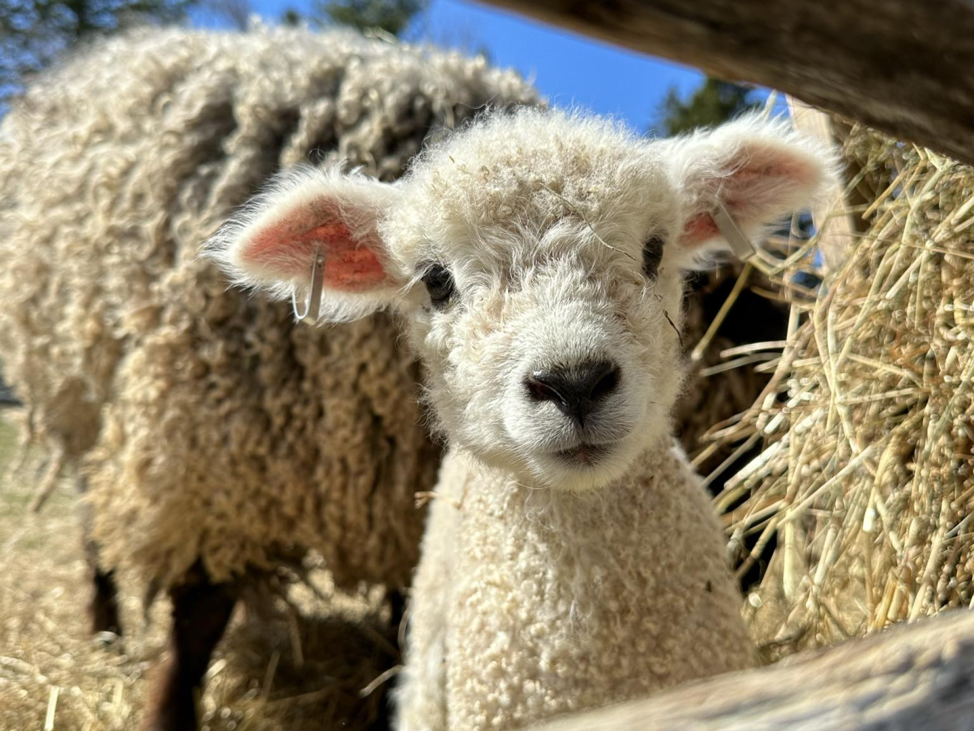White lamb looking though a fence.
