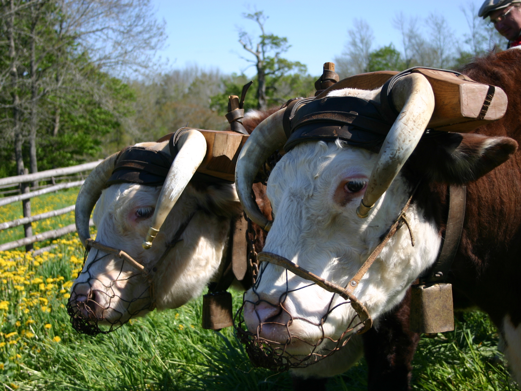 Oxen in the field at Ross Farm