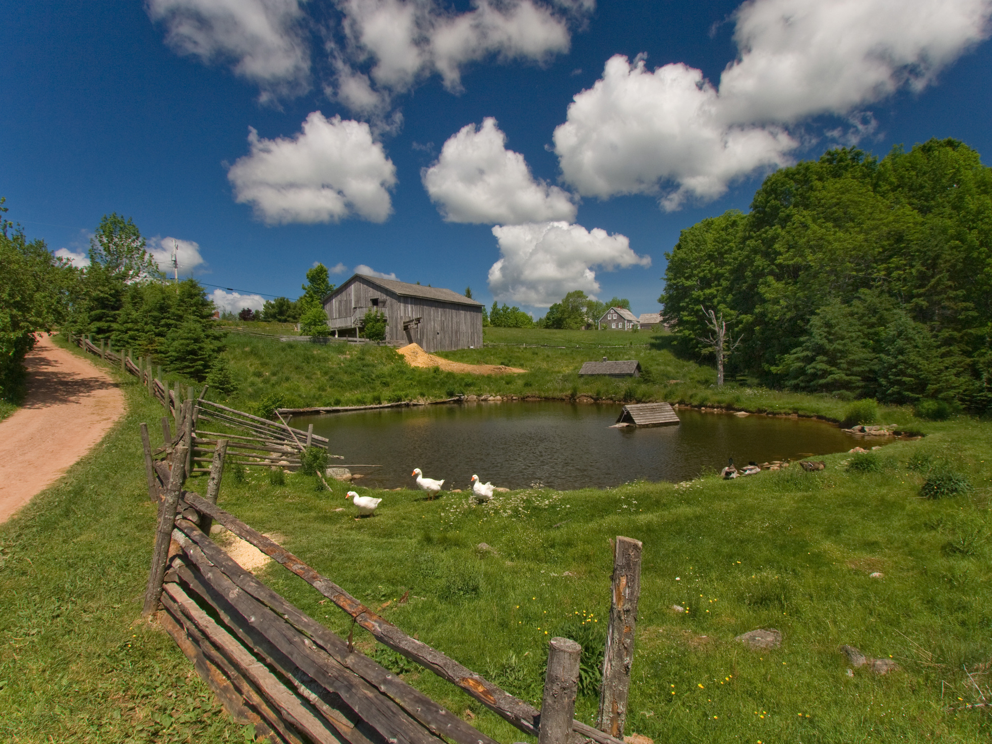 Ross Farm, with white geese gathered by a pond.