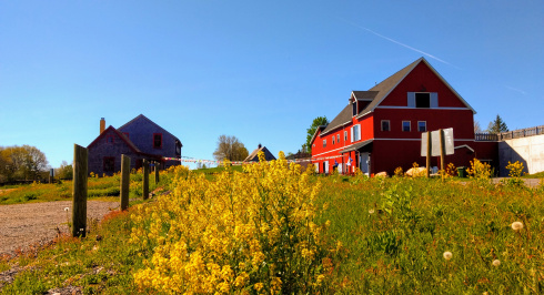 Ross Farm Learning Centre, blue sky, yellow wild flowers in the foreground.