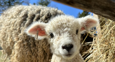 White lamb looking though a fence.