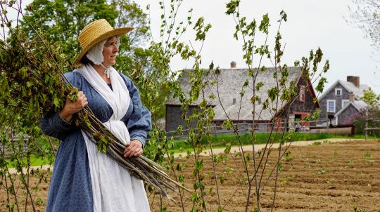 Female costumed interpreter holding a bunch of freshly harvested flax.