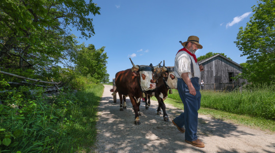 Costumed interpreters walking down the lane with a pair of oxen.