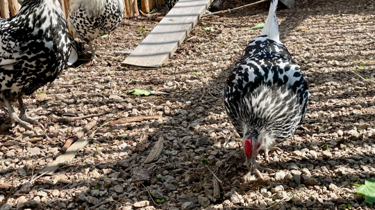 Four black and white speckled chickens with red combs explore a gravel-covered outdoor enclosure.