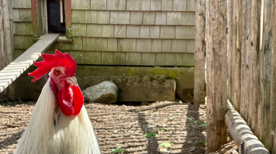A close-up of two chickens in a sunlit outdoor enclosure. In the foreground, a light brown and grey hen looks toward the camera. Behind her, a rooster with a bright red comb, white neck feathers, and a black body stands facing forward.